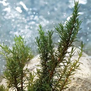 Perfumy Męskie D&G LIGHT BLUE POUR HOMME EDT 200 ml